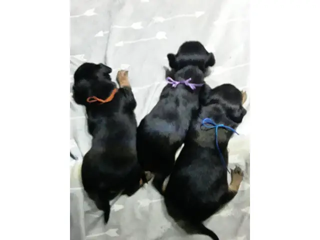 Min pin Chihuahua puppies - 1/8