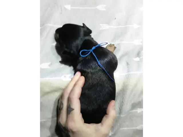 Min pin Chihuahua puppies - 3/8