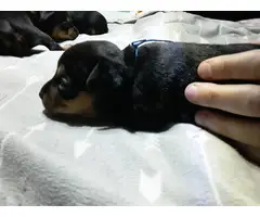 Min pin Chihuahua puppies - 4