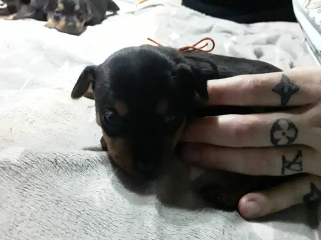 Min pin Chihuahua puppies - 6/8