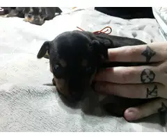 Min pin Chihuahua puppies - 6