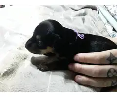 Min pin Chihuahua puppies - 8