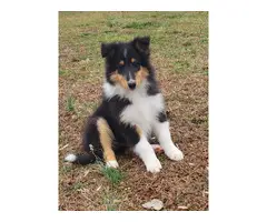 Beautiful Tri and Sable Rough Collie Puppies