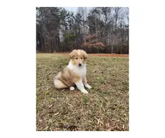Beautiful Tri and Sable Rough Collie Puppies