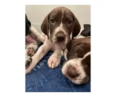 4 AKC German shorthair pointer puppies