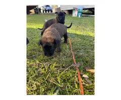5 Belgian Malinois puppies for sale - 4