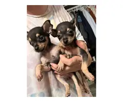 9 week old sweet Chihuahua puppies