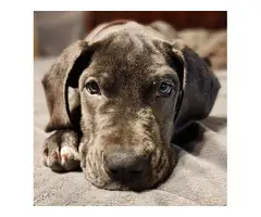 AKC Blue and White Great Dane Puppies for Sale