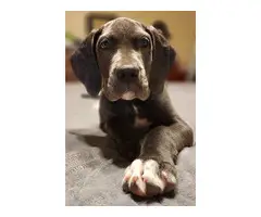 AKC Blue and White Great Dane Puppies for Sale
