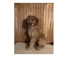 AKC Red Standard Poodles for Sale