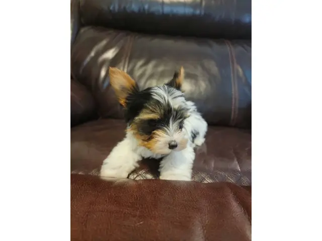 9 weeks old parti Yorkie puppies for sale - 1/5