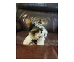 9 weeks old parti Yorkie puppies for sale - 1