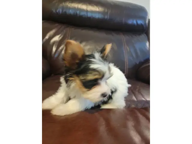 9 weeks old parti Yorkie puppies for sale - 3/5