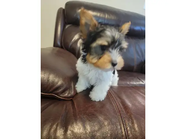 9 weeks old parti Yorkie puppies for sale - 4/5