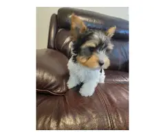 9 weeks old parti Yorkie puppies for sale - 4