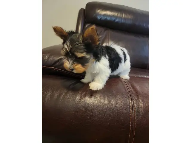 9 weeks old parti Yorkie puppies for sale - 5/5