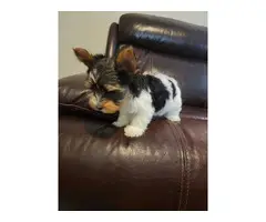 9 weeks old parti Yorkie puppies for sale - 5