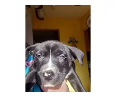 4 beautiful Pitsky puppies for sale - 2