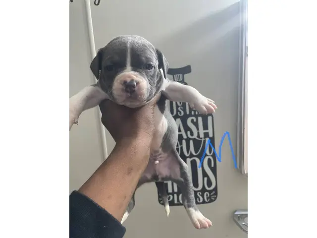 Purebred American bully pups for sale - 1/9