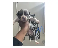 Purebred American bully pups for sale - 1