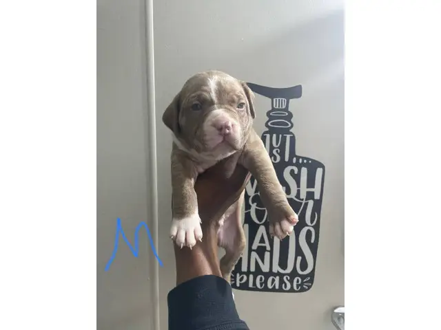 Purebred American bully pups for sale - 4/9