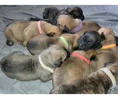 Registered Presa Canario puppies for sale