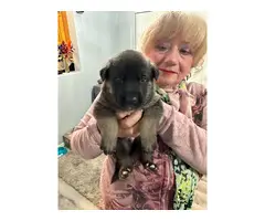 German Shepherd puppies $500