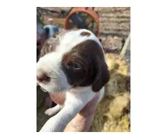 Gorgeous AKC German Shorthaired Pointer Puppies