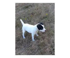 AKC Parson Jack Russell Terrier puppies for Sale