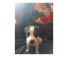 AKC Parson Jack Russell Terrier puppies for Sale