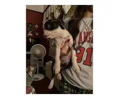 6 months old Boston Terrier needing a new home