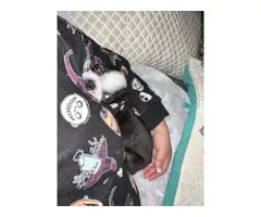 6 months old Boston Terrier needing a new home