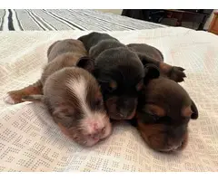 3 longhaired mini dachshund puppies