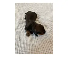 3 longhaired mini dachshund puppies