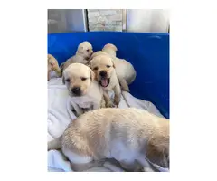 AKC yellow Labrador Retriever puppies for sale