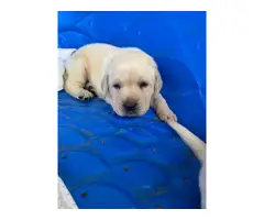 AKC yellow Labrador Retriever puppies for sale
