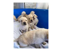 AKC yellow Labrador Retriever puppies for sale - 9
