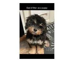 3 female and 4 male Cavapoo puppies for sale