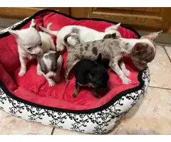 Tiny Chihuahua puppies