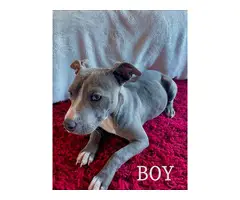 1 boy and 2 girls Blue nose pitbull puppies