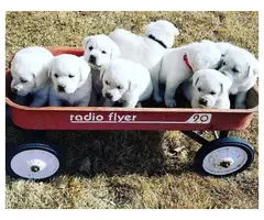 White Labrador retriever puppies for sale