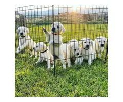 White Labrador retriever puppies for sale