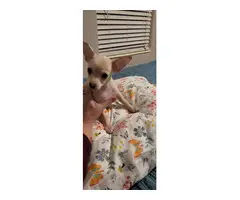 Short haired light tan Chihuahua puppy