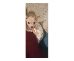 Short haired light tan Chihuahua puppy