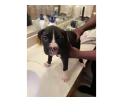 2 male and 1 female Boxer puppies