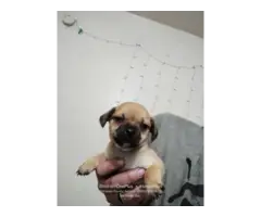 Puggle puppies looking for a loving home