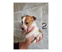 5 Purebred Jack Russell Terrier Puppies