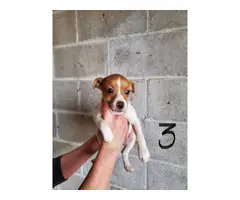 5 Purebred Jack Russell Terrier Puppies