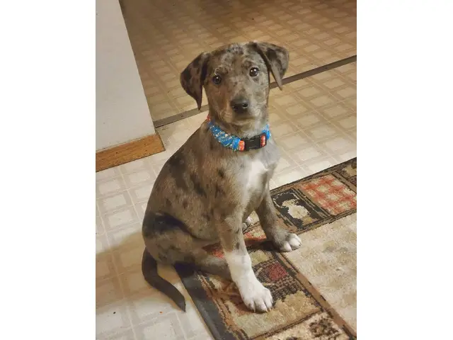 10 weeks old Catahoula leopard puppies - 1/4