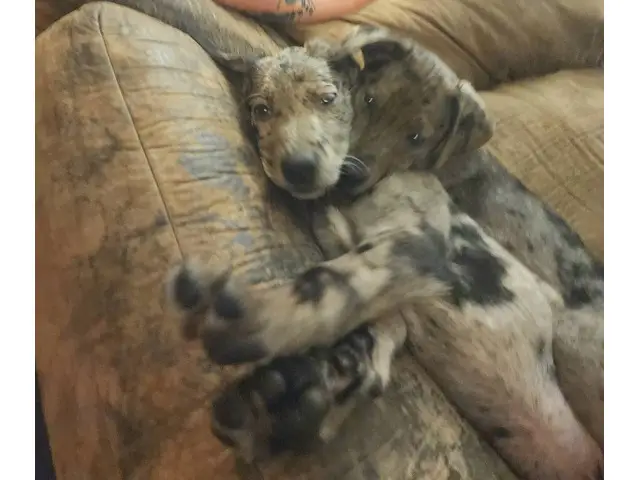 10 weeks old Catahoula leopard puppies - 2/4